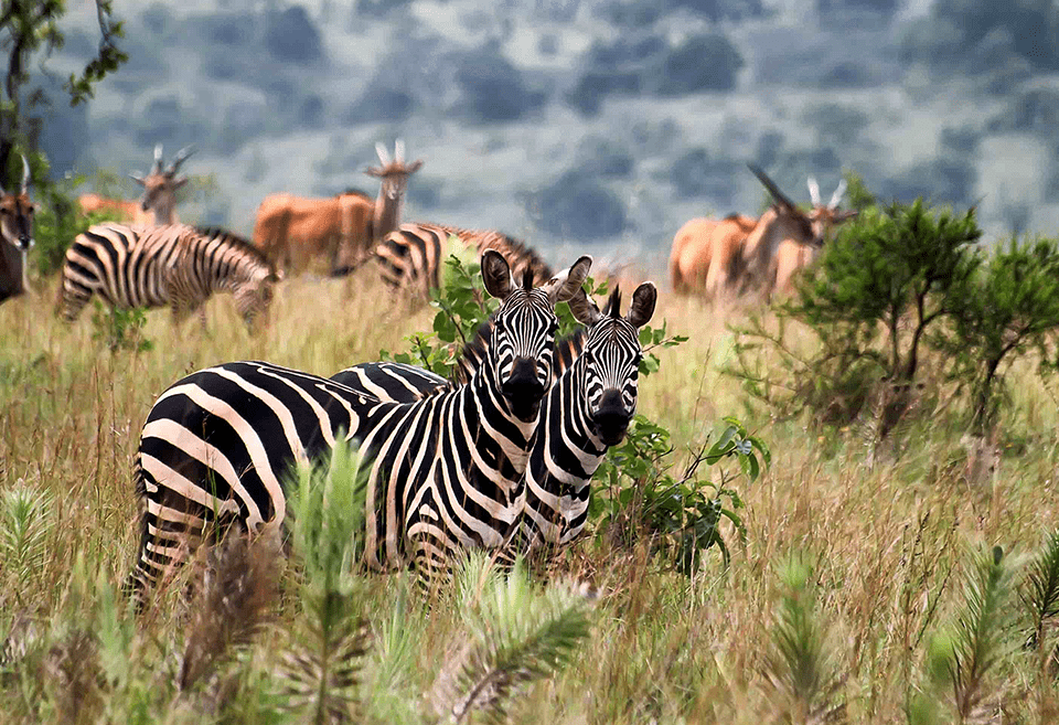 Akagera National Park - Wild Animals