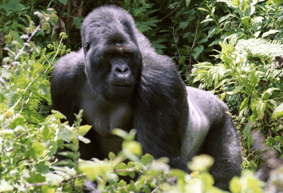 Volcanoes National Park - Mountain Gorillas