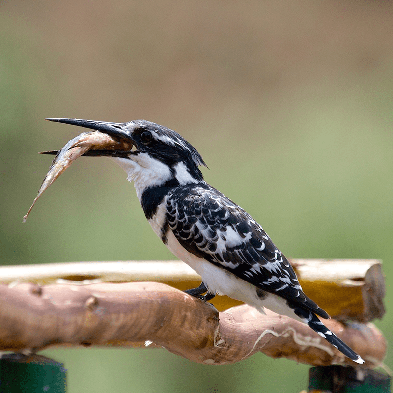 Birds Watching